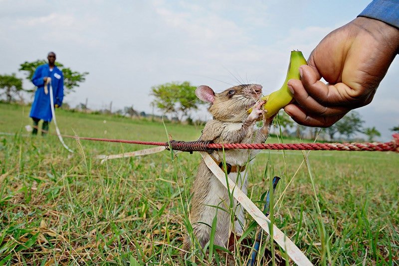 APOPO HeroRATs Cambodia landmine detection giant African pouched rats Siem Reap
