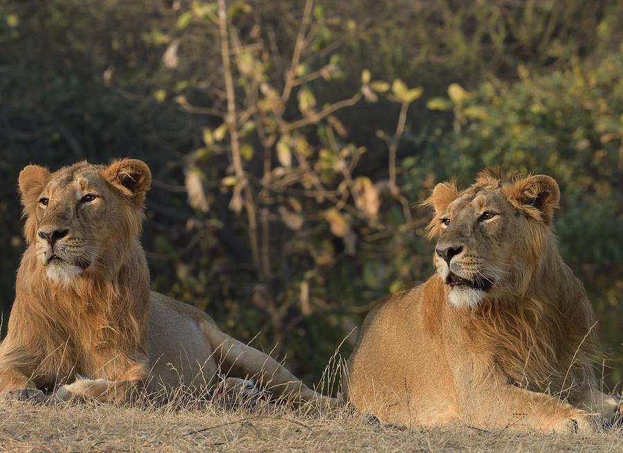 Asiatic Lions Gir Forest Safari Gujarat India