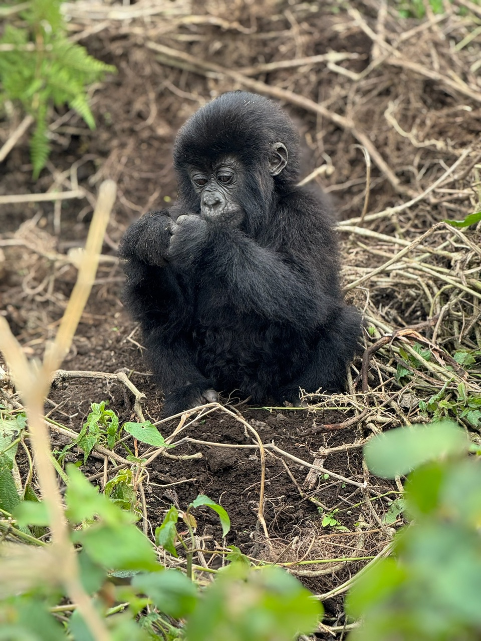 Rwanda Kenya Tanzania safari itinerary