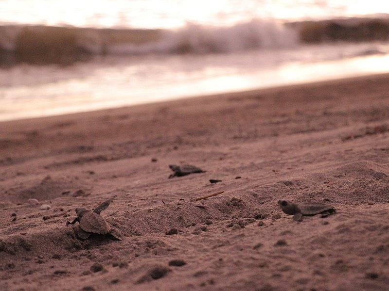 Release Baby Sea Turtles, Tortuguero