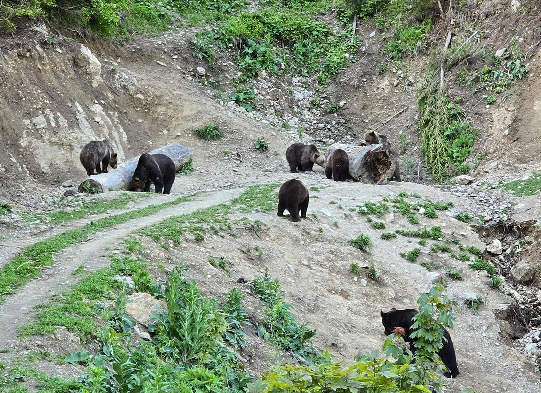Wild brown bears Carpathian forest Romania bear watching Brasov