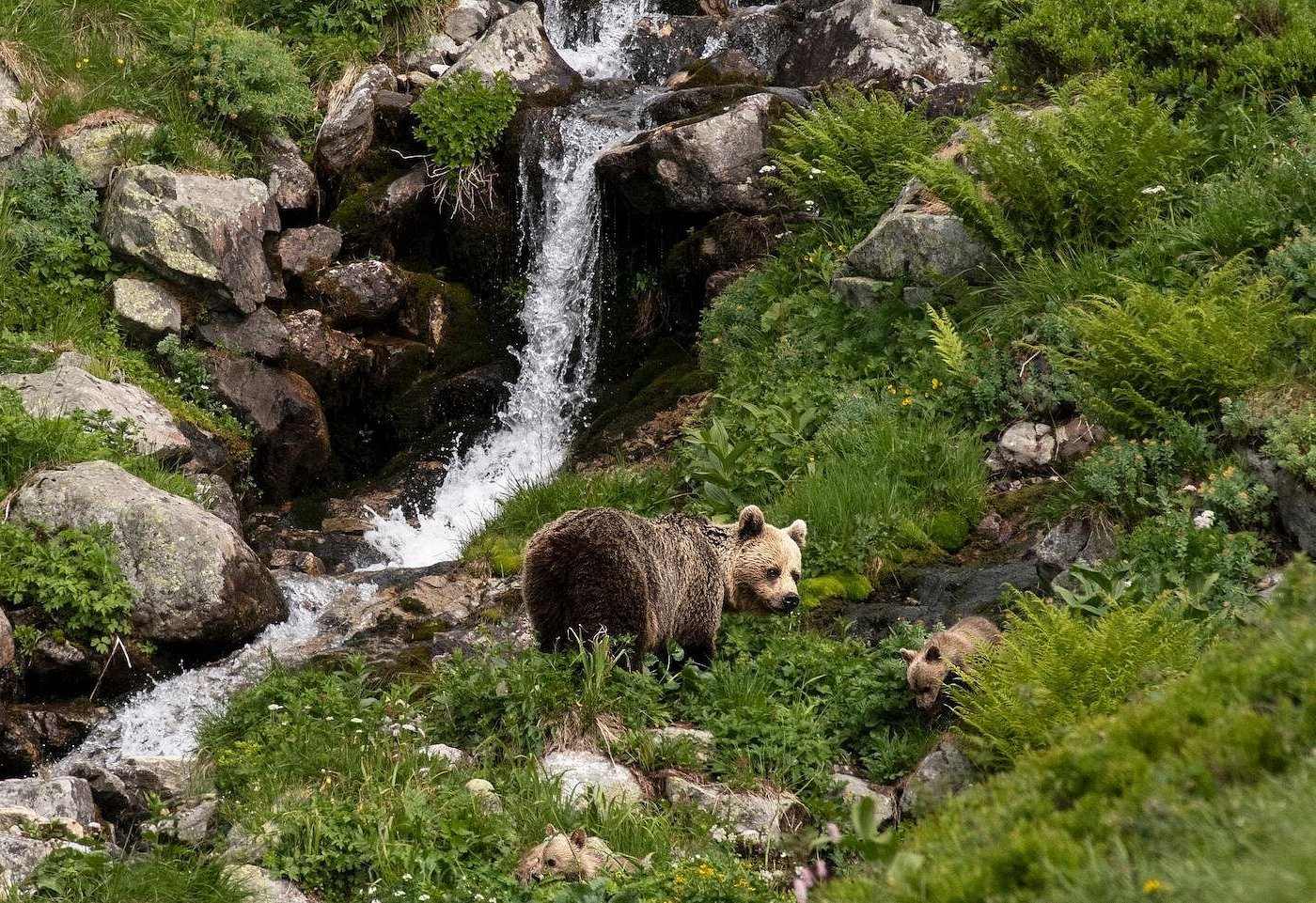 Wild brown bear cubs waterfall High Tatras Slovakia