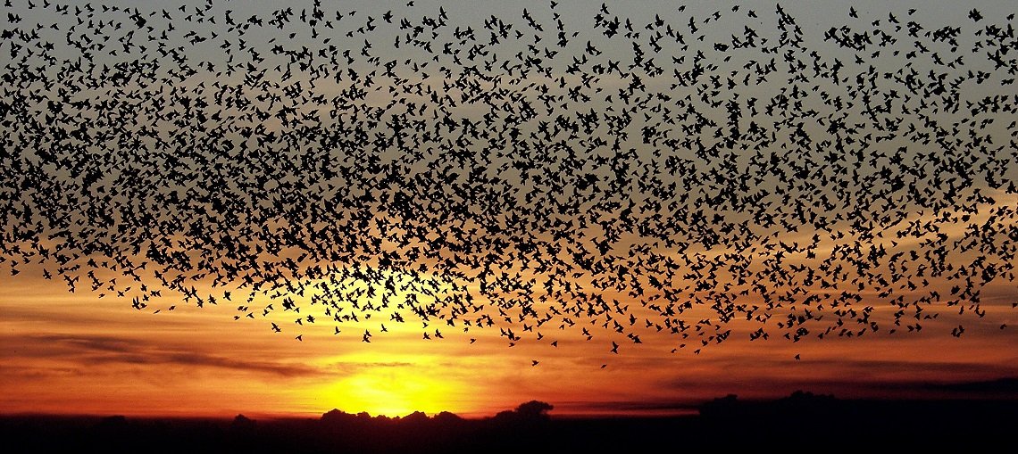 Black Sun Sort Sol starling murmuration Jutland Denmark autumn dusk sunset