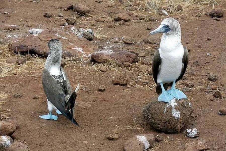 Blue-Footed & Red-Footed Boobies
