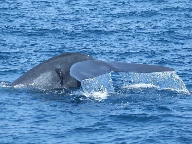 Blue whale Mirissa Sri Lanka