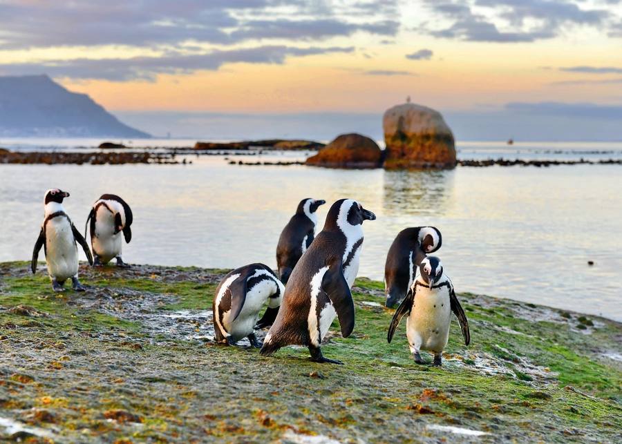 African Penguins Boulders Beach Cape Town South Africa