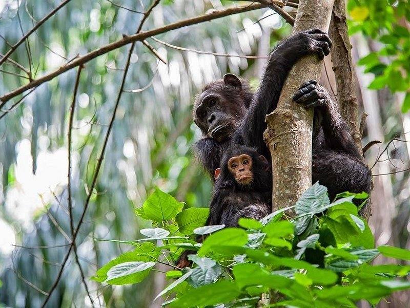 Chimp Trekking, Gombe National Park