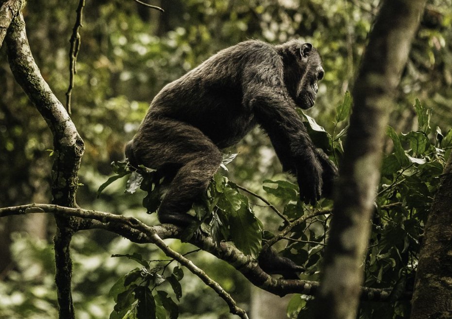 Chimpanzee Nyungwe Forest Rwanda