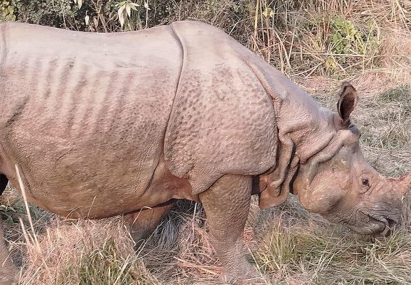 Chitwan National Park Nepal one-horned rhinoceros jeep safari