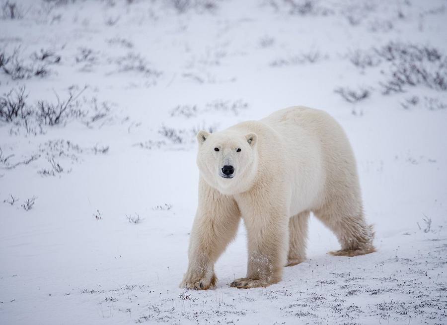 Churchill Polar Bear Safari
