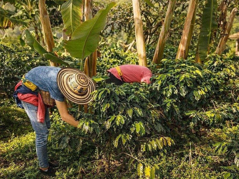 Coffee Farm Stay & Harvest, Salento