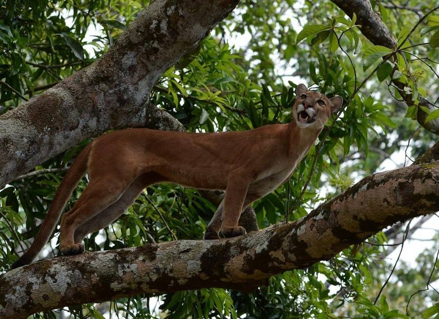 Corcovado NP Jungle Trek