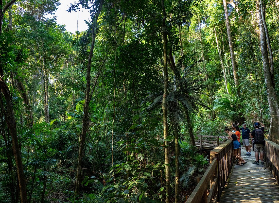 Daintree Rainforest ancient tropical forest Queensland