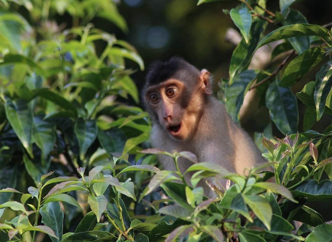 Danum Valley Borneo Malaysia jungle trek monkey primary rainforest