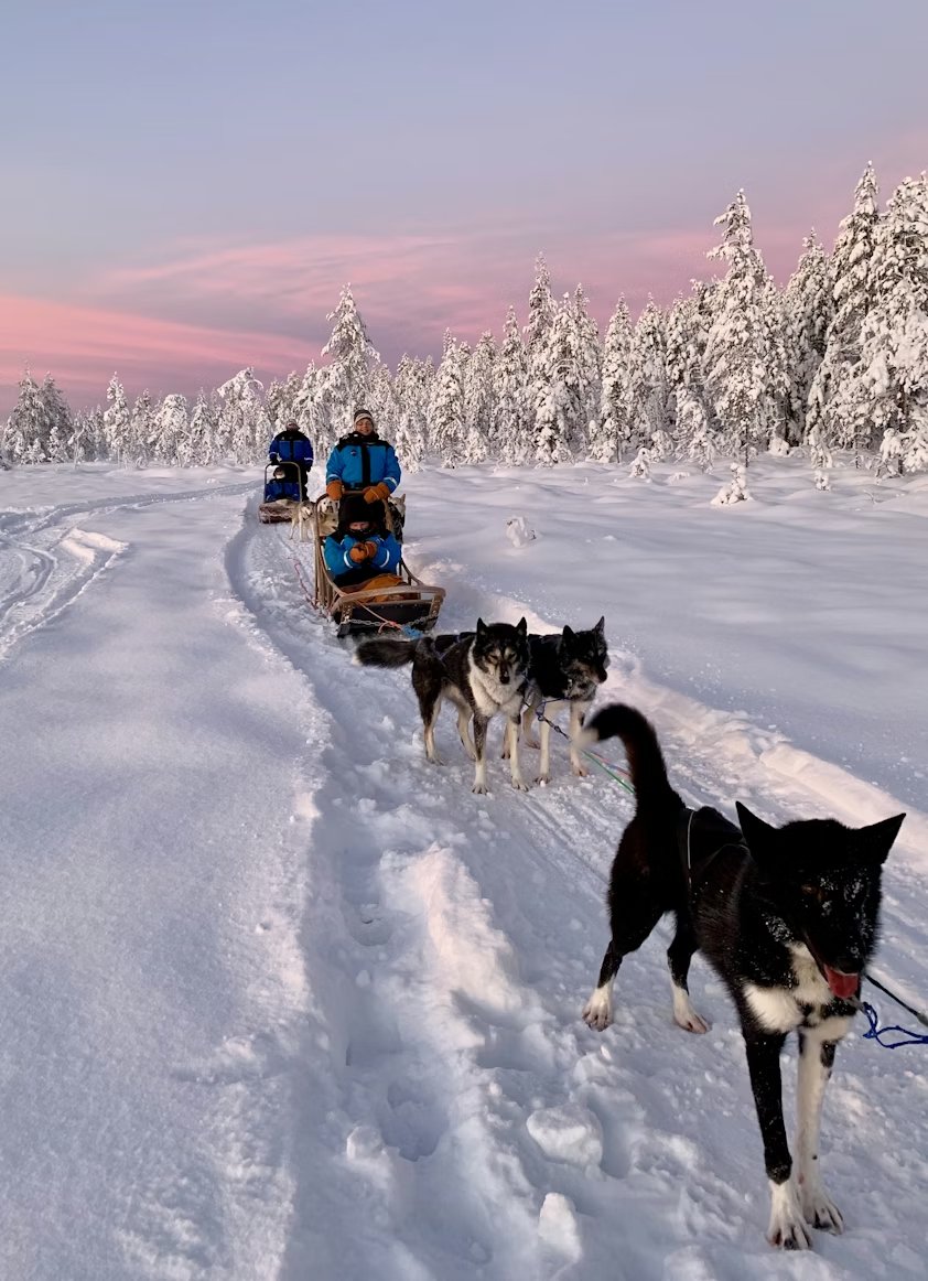 Dog sledding Swedish Lapland Kiruna husky