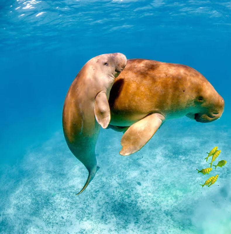 Dugong mother and calf Coron Philippines underwater