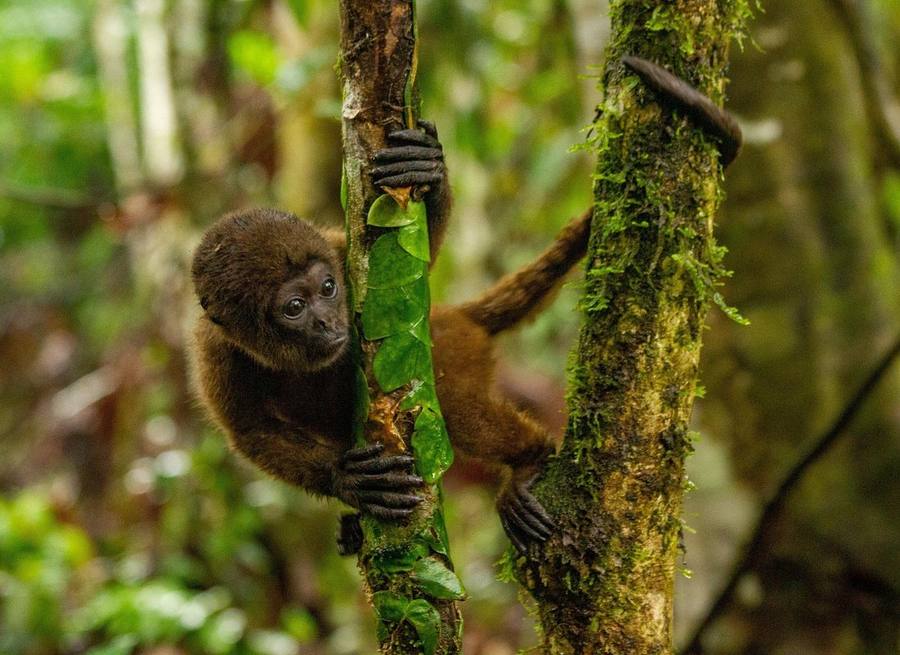 Amazon Rainforest Lodge, Napo River