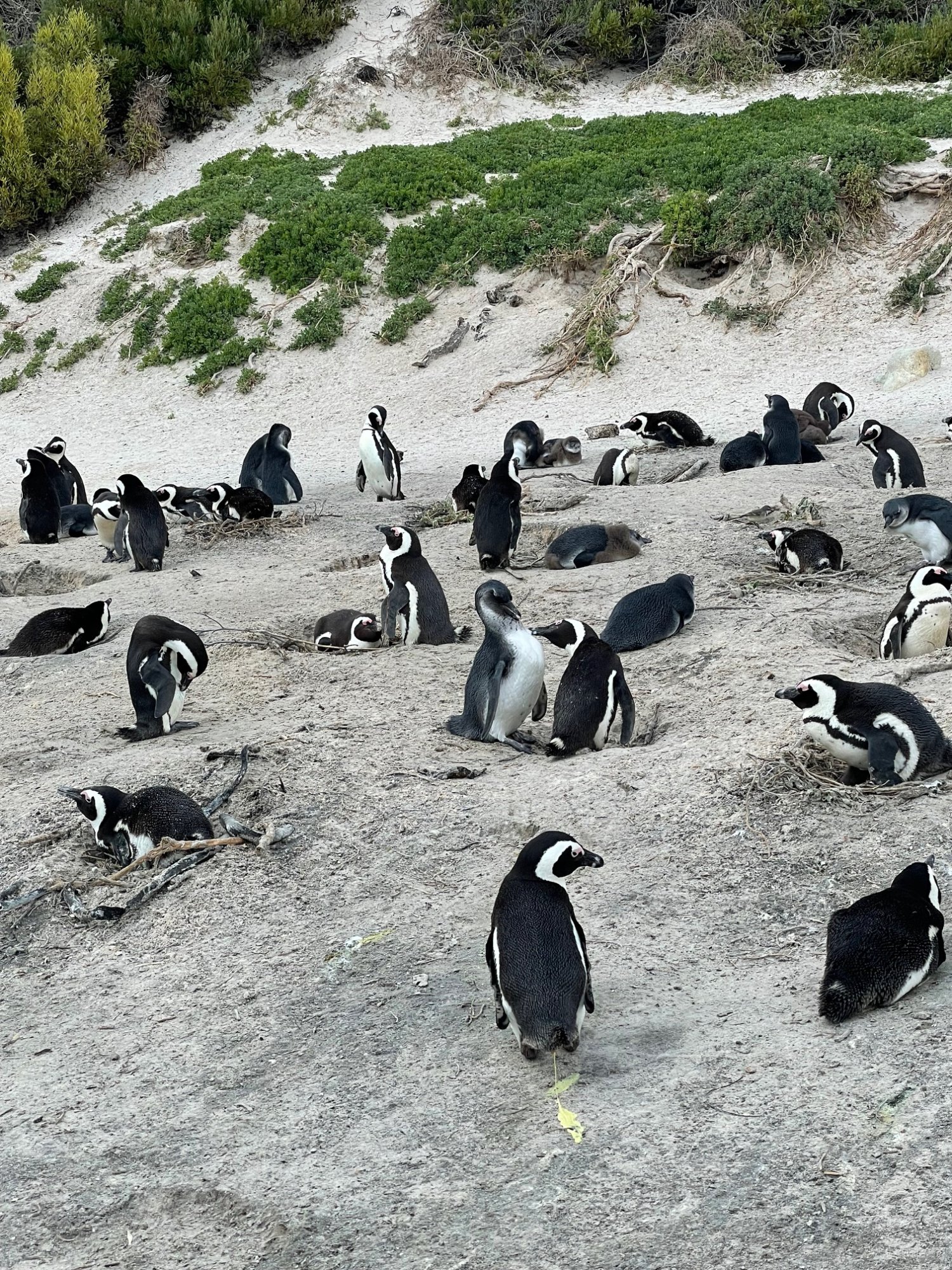 African penguins Boulders Beach Cape Town South Africa