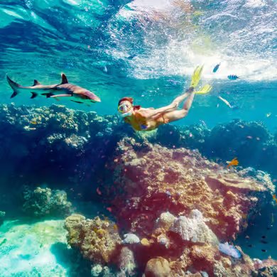 Fiji reef snorkelling shark encounter coral