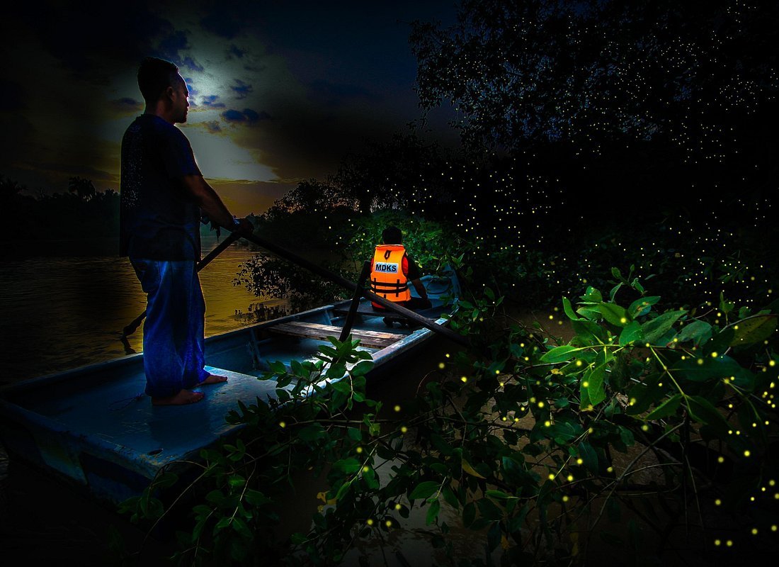 Firefly river cruise Selangor River Malaysia mangrove forest night fireflies glowing