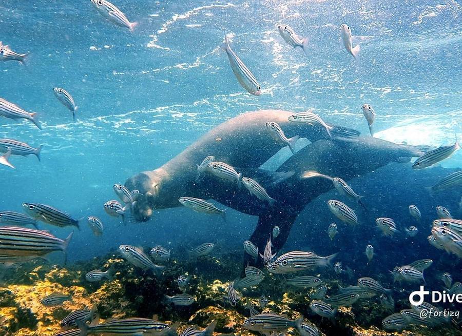 Galápagos Diving & Snorkelling