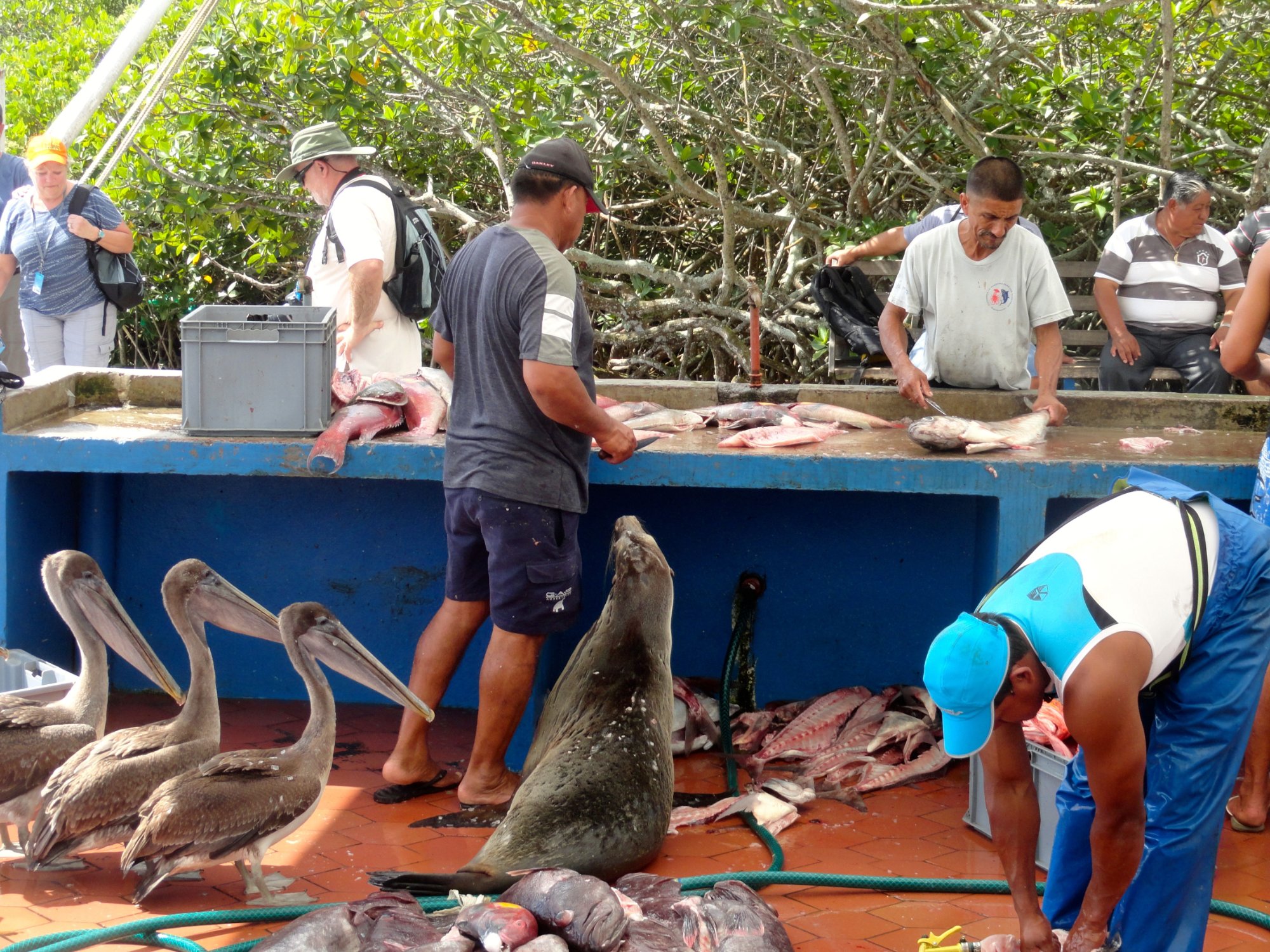 Puerto Ayora fish market dinner Galapagos plastic chair