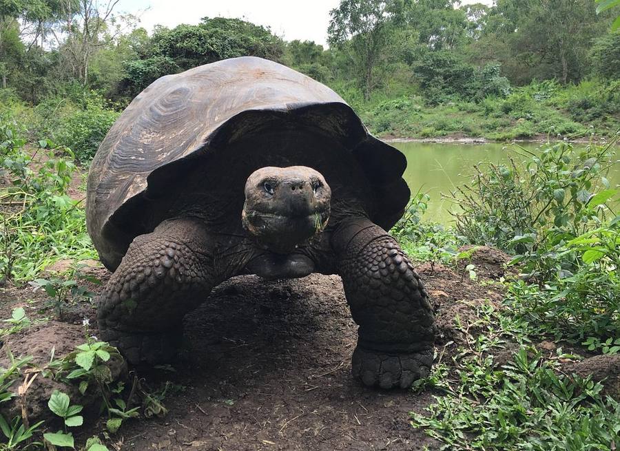 Giant Galápagos Tortoises