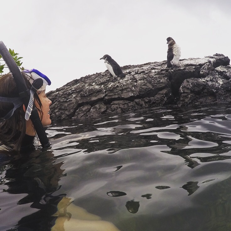 Isabela Island day trip swim penguins Galapagos