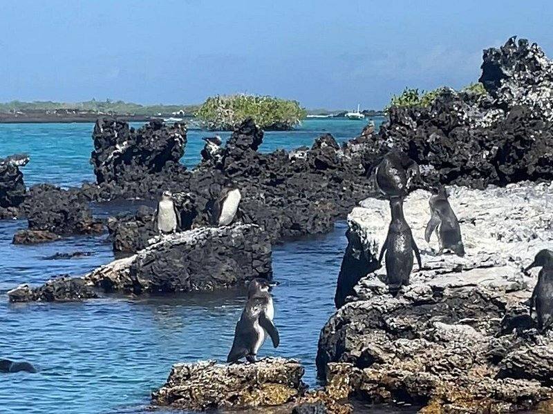 Swimming with Penguins, Isabela Island