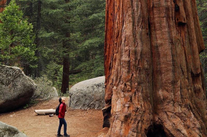 See the Giant Redwoods & Sequoias