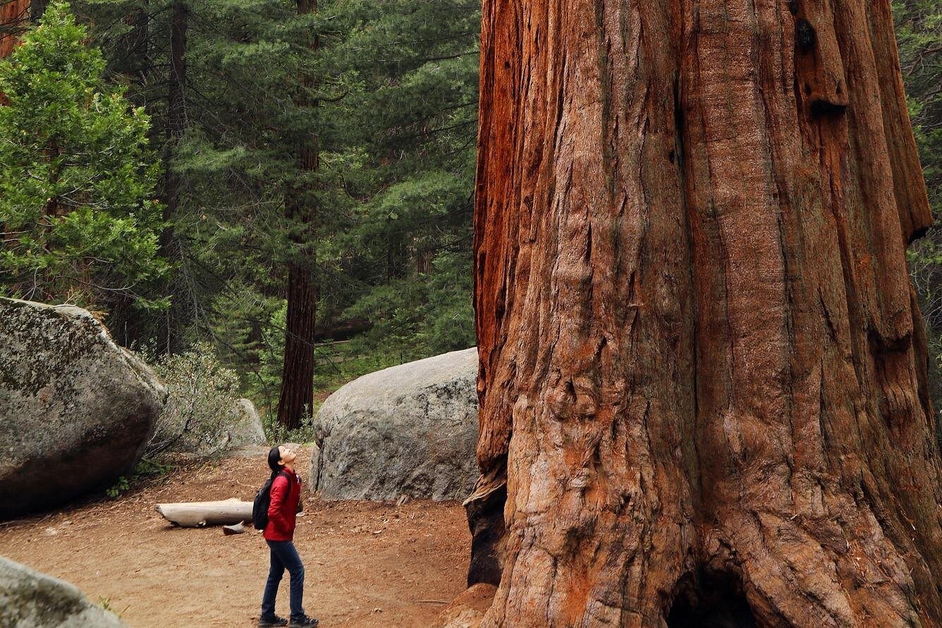 See the Giant Redwoods & Sequoias