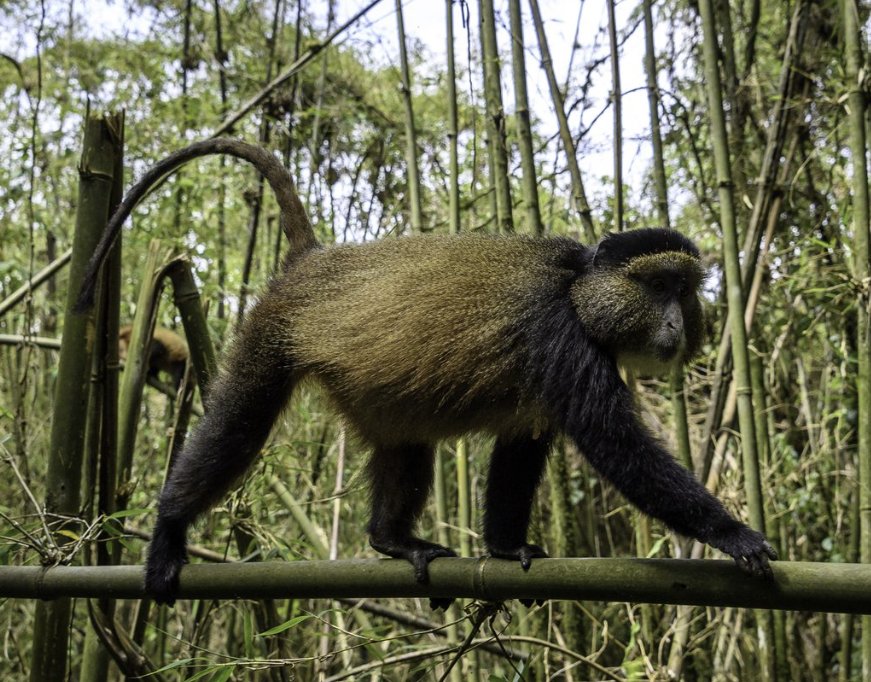 Golden monkey Rwanda Volcanoes National Park bamboo forest