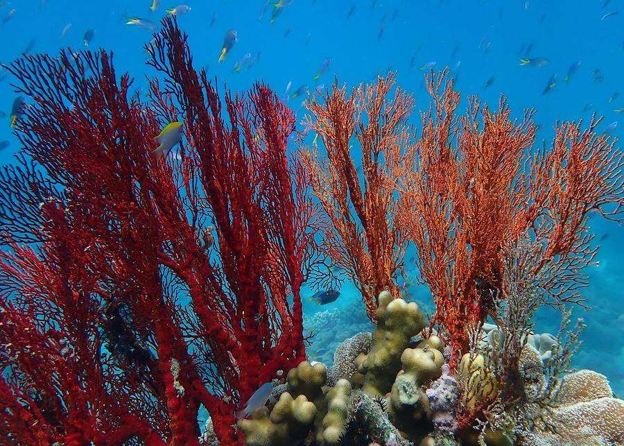 Great Barrier Reef Australia