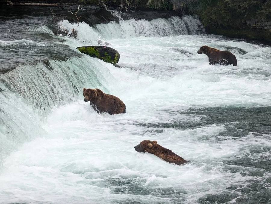 Grizzly Bears Catching Salmon, BC