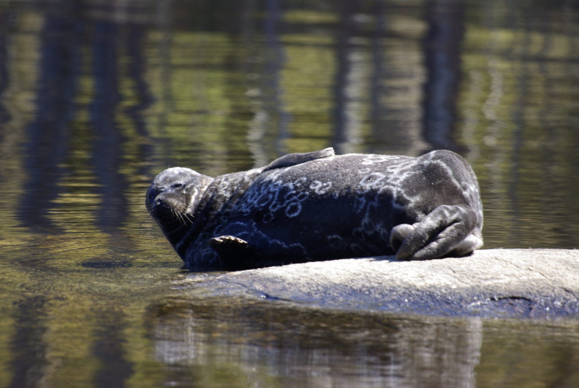 Saimaa ringed seal rock Finland Lake Saimaa critically endangered freshwater seal