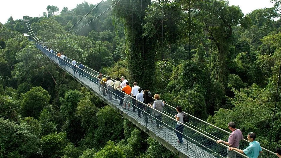 MacRitchie Reservoir Treetop Walk suspension bridge Singapore rainforest