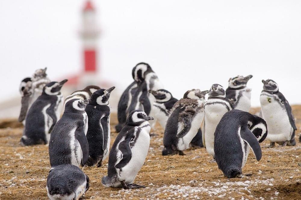 Magellanic penguins Magdalena Island Strait of Magellan Chile lighthouse