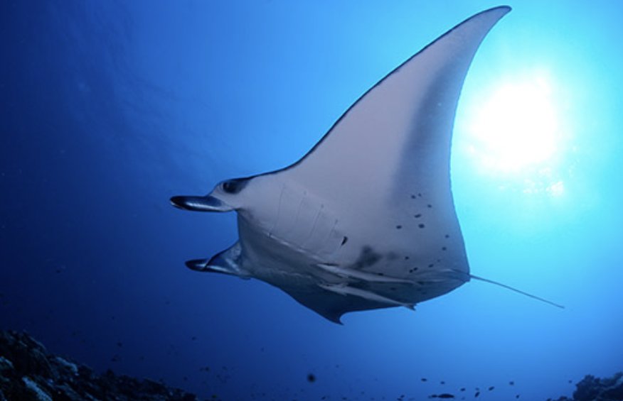 Manta ray snorkelling Maldives