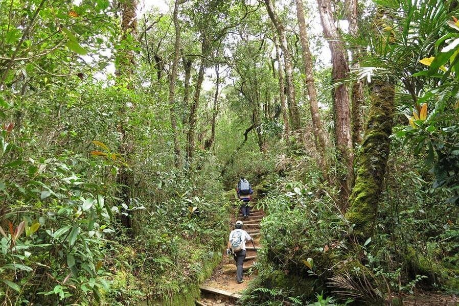 Mount Kinabalu summit trek Borneo Malaysia cloud forest jungle steps