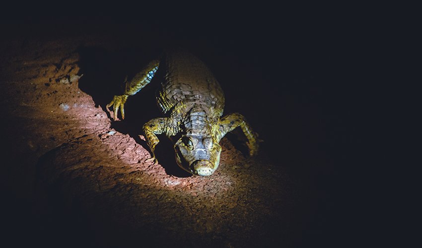 Amazon jungle night caiman torch walk Iquitos Peru
