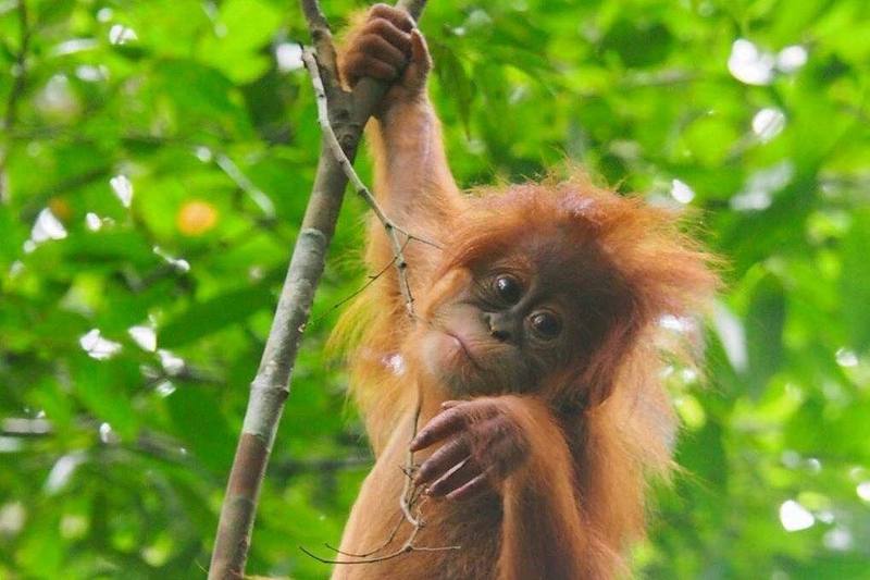 Orangutan trekking Borneo Indonesia jungle
