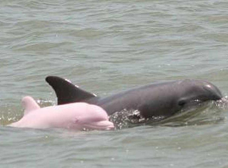 Pink river dolphin Amazon Iquitos Peru