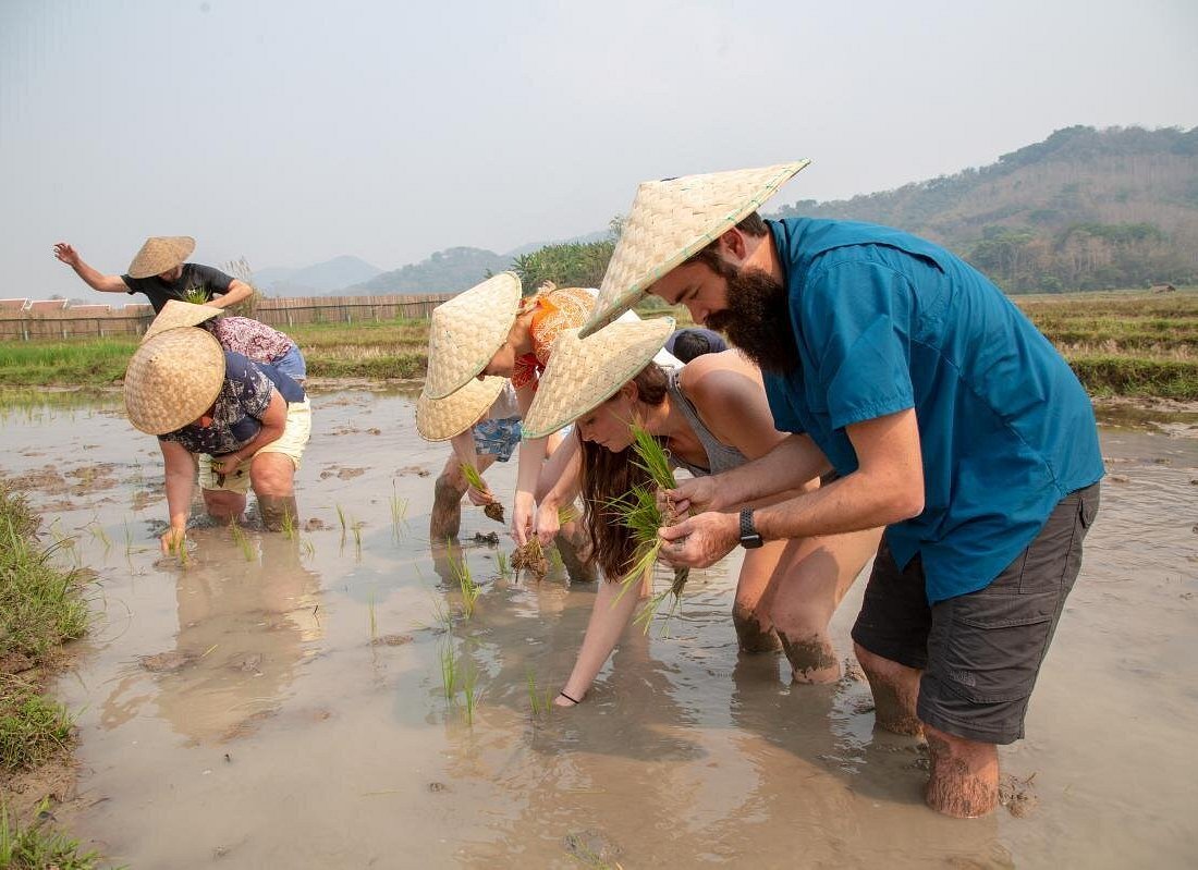 Rice farming experience Living Land Luang Prabang Laos paddy field