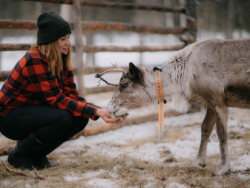 Sami reindeer cultural experience Swedish Lapland