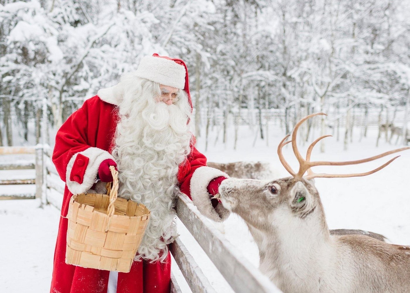 Santa Claus feeding reindeer Rovaniemi Finland Lapland Arctic Circle snow winter