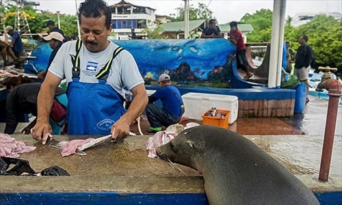 Fish Market at Sunset, Santa Cruz