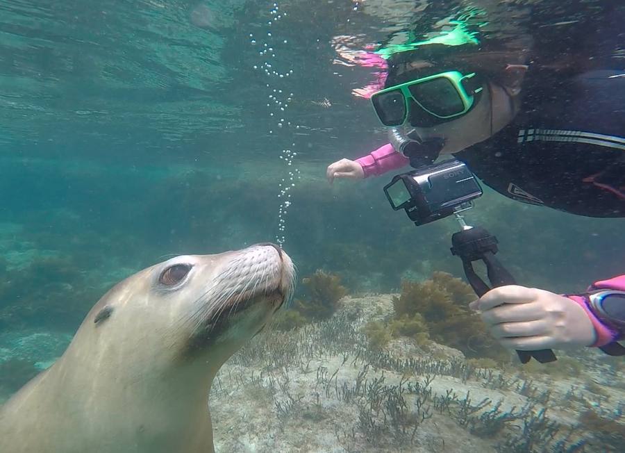 Sea Lion Swimming Australia