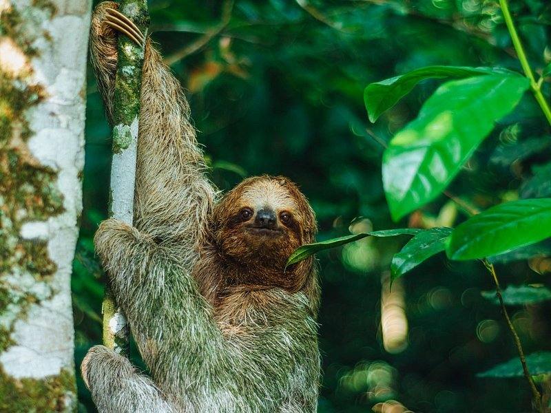Sloth Search, La Fortuna