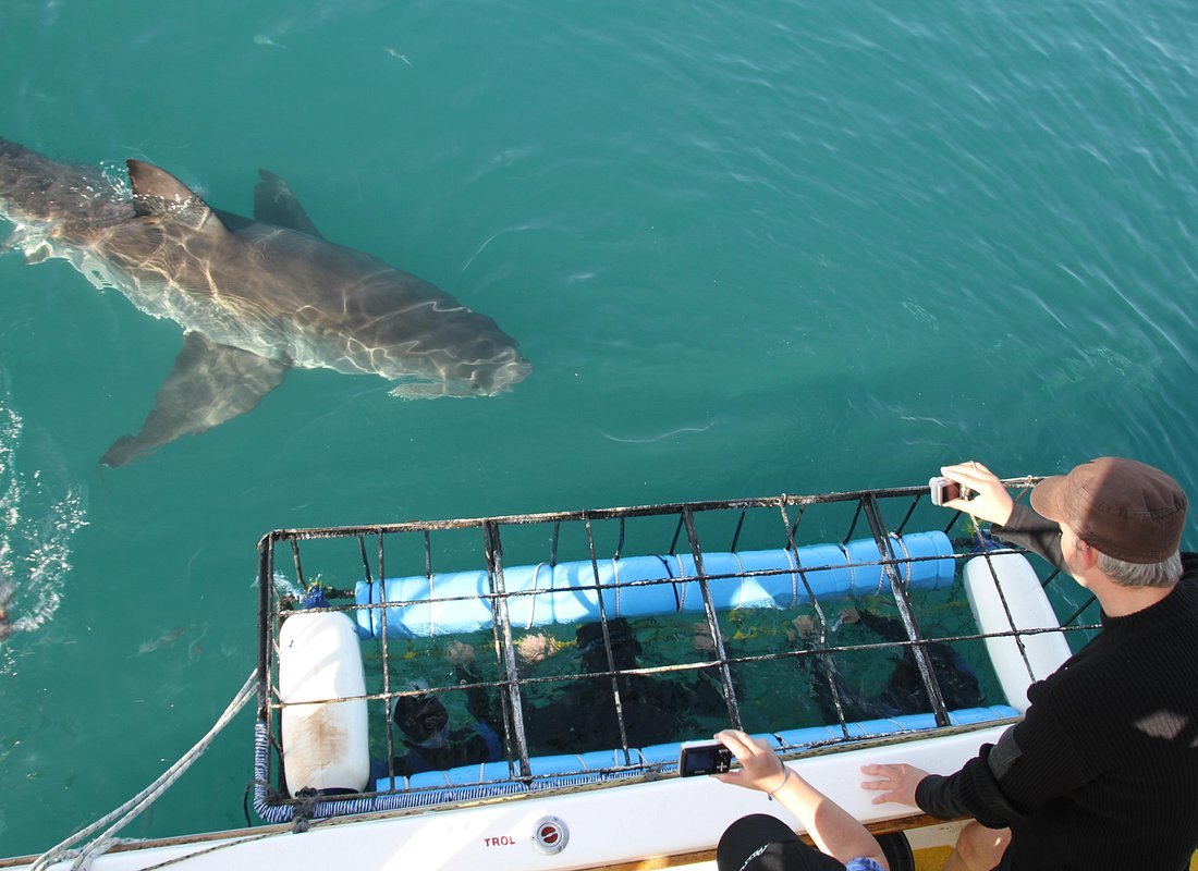 Great white shark cage diving Gansbaai South Africa