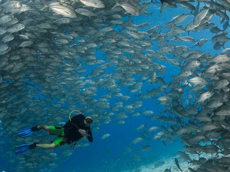 Sipadan Island diving Malaysia barracuda tornado school of fish Borneo